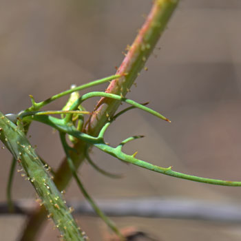 White Tackstem has filiform alternate leaves that may grow up to 4 inches in length. This species grows at elevations from 500 to 4,000 feet. Calycoseris wrightii